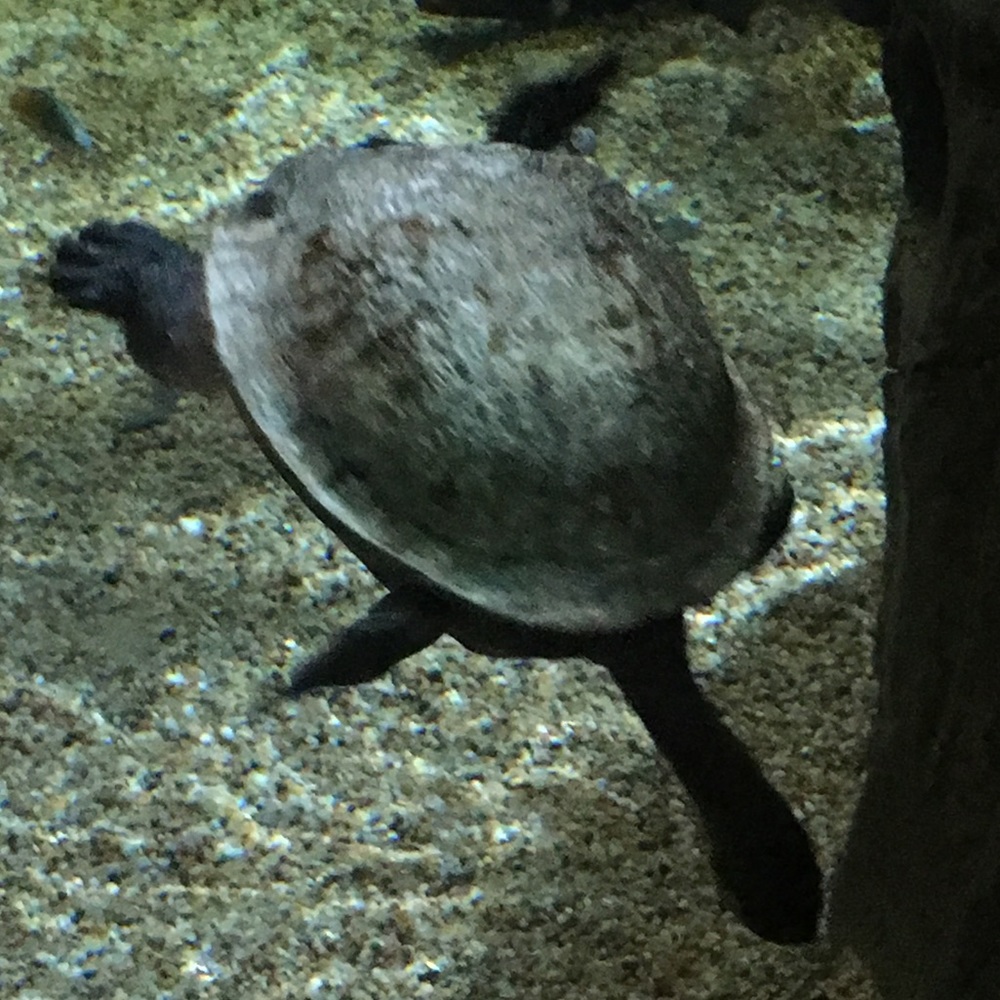 Meet your Posher, Muajtauyuav